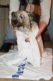 SECHAGE - SKYE TERRIER 030